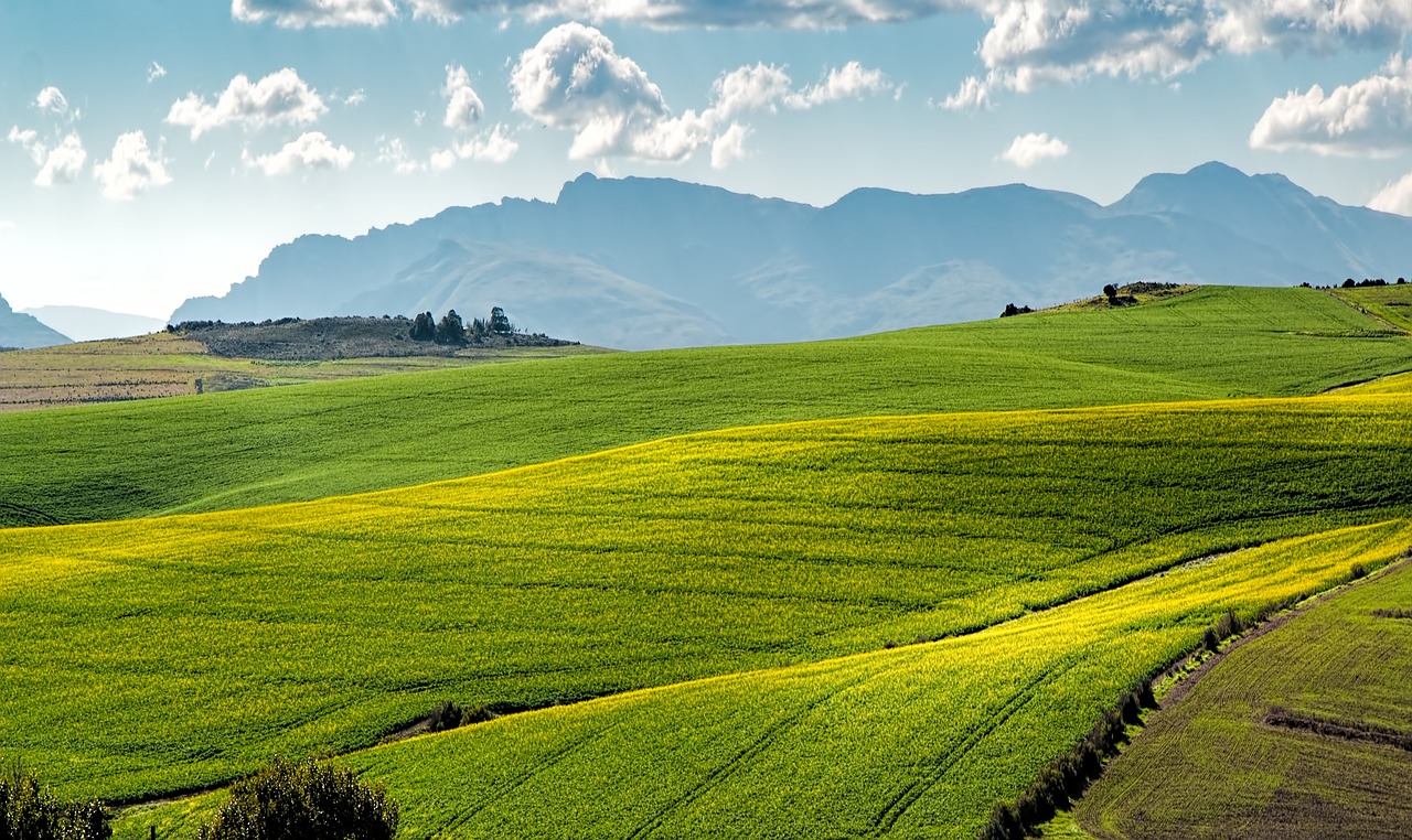 canola fields, green, rolling hills-1911392.jpg